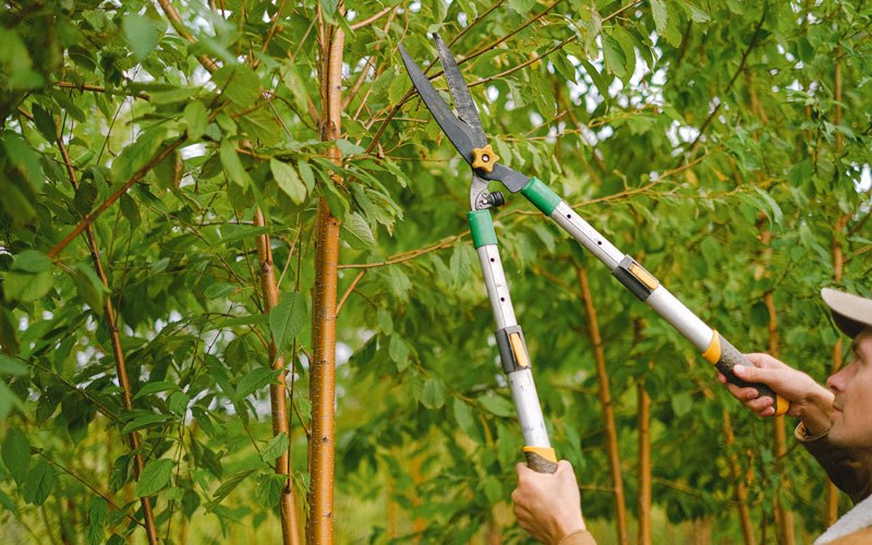 Tree trimming in Bolckow, MO